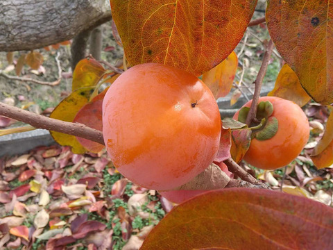 お買い得品【富有柿　ご自宅用】Lサイズ　15個入り