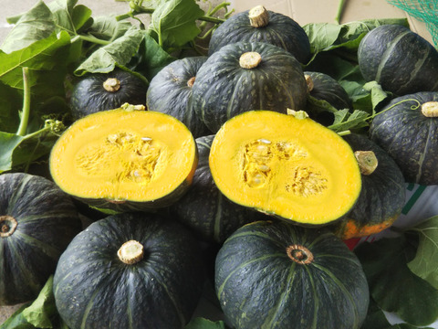 少しだけ食べたい方へ【すぐ出荷出来ます】
秋のかぼちゃも大人気です。
濃厚な甘みブラックのジョー（栗かぼちゃ）
１玉（１．５Ｋｇ以上）１２５０円　
ホクホクでしっとりとした甘みの栗かぼちゃです。