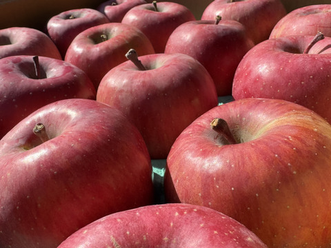 【お待たせしました！】標高730ｍの果樹園からお届け！信州松本育ちのサンふじ🍎りんご　(5kg)【訳アリ】