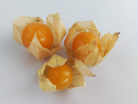 ゴールデンベリー生果実70個(農薬化学肥料不使用)