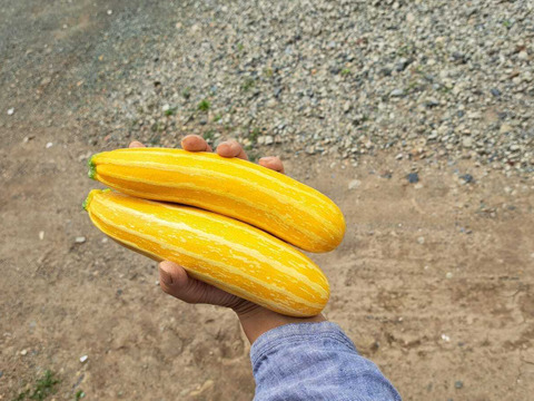 とっても可愛いズッキーニ「ゴールドマイン」/栽培期間中農薬、化学肥料不使用/1.3～1.5Kg/5,6本前後