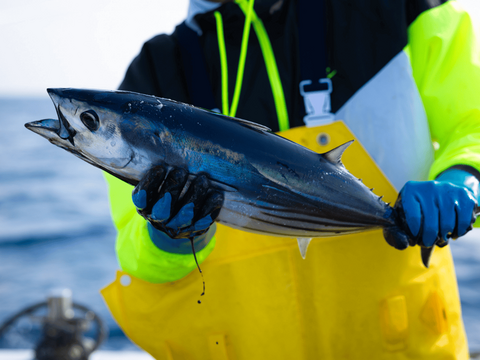 【初鰹】静岡県遠州灘産　カツオ極藁燻し２節【外は燻製、中はレア】