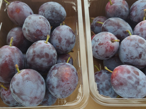 フレッシュ 生プルーン！「サンプルーン」500gｘ2p 秋田県産