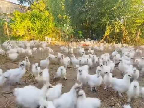 【とろける美味しさ】 烏骨鶏 20個 (破損保証付) 希少なアルカリ性卵 | 箸で掴める濃厚さ | 贈答品質を食卓へ 卵かけご飯 ギフトバック付き