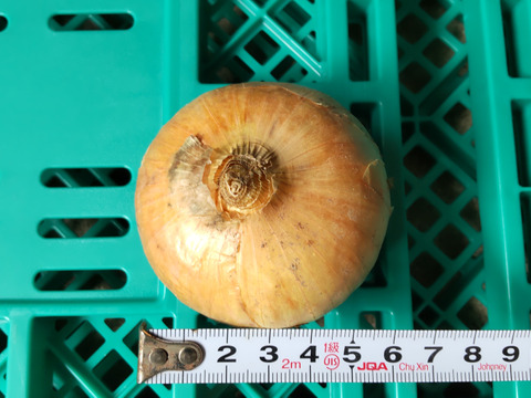 スッキリした味わいの玉ねぎ（小さめ）1.7kg