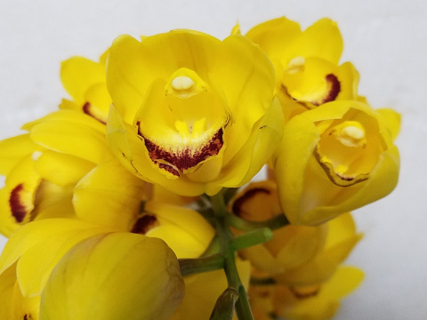 感謝御礼価格 シンビジウムの切り花 今季最終です 愛知県産の花 植物 食べチョク 産地直送 産直 お取り寄せ通販 農家 漁師から旬の食材を直送