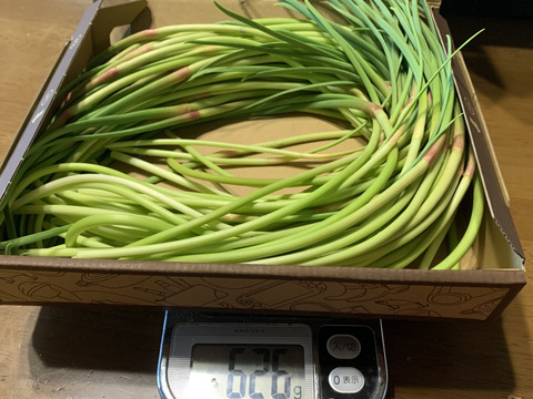 採れたて 自然栽培 にんにくの芽 650g 国産希少