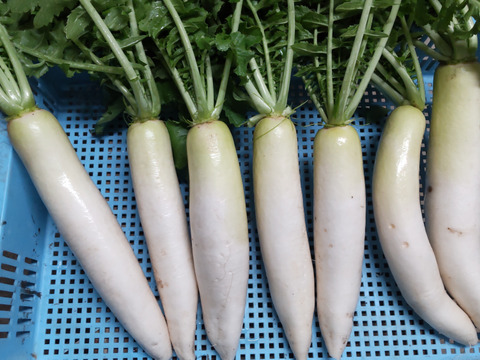 葉っぱまで美味しい！葉つきミニ大根6キロ