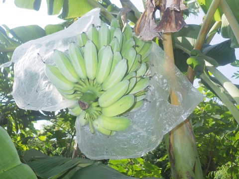 もちもち食感！！西表もちっこバナナ1.5ｋｇ