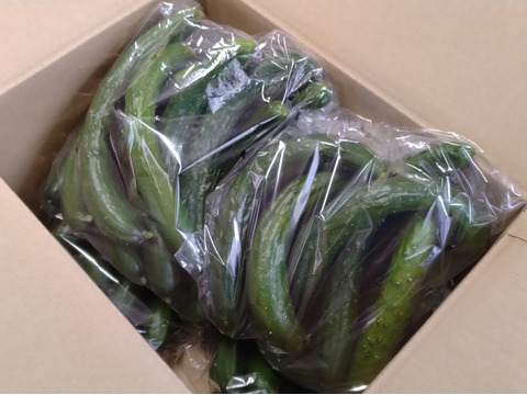 朝採り‼お徳用曲がりきゅうり (約5㎏)