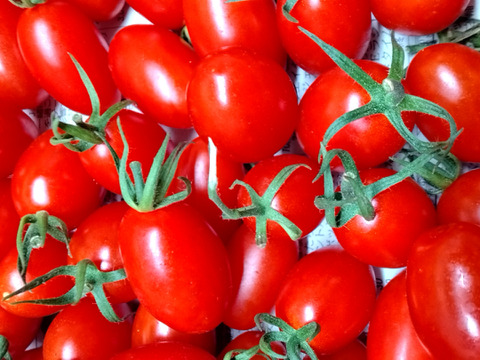 イチオシ♪ 尾州トマト ２種食べ比べ【５００g×２Ｐ】