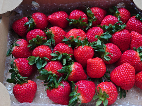 ⑦ 真心農園　あまりん【大玉】バラ詰め870g×１箱（果形混在）TCAMOD1B