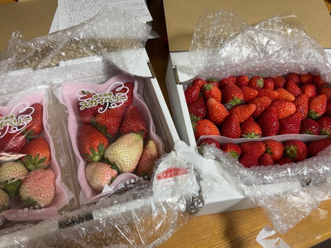プチ豪華ないちごの食べ比べセット スカイベリー＋白いちご