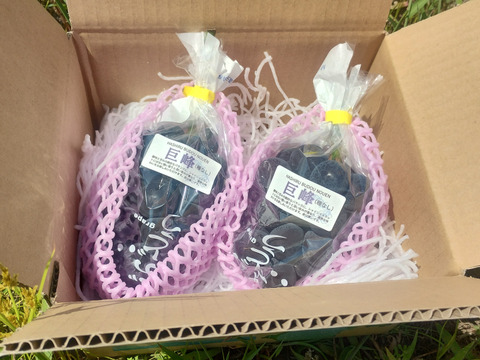 粒が取れちゃうほど完熟　甘さと酸味のバランスちょどいい　脱粒巨峰　800g（2～３房）　秀品【着日指定不可商品】