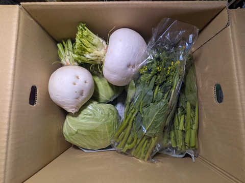 キャベツ、カブ、アスパラ菜、リンゴ