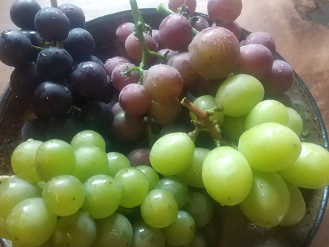 <ご自宅用＞シャキッとさっぱり、シャインマスカット（約1.2キロ）