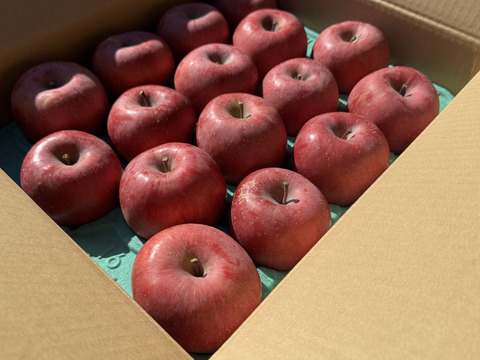 【お待たせしました！】標高730ｍの果樹園からお届け！信州松本育ちのサンふじ🍎りんご　(5kg)【訳アリ】