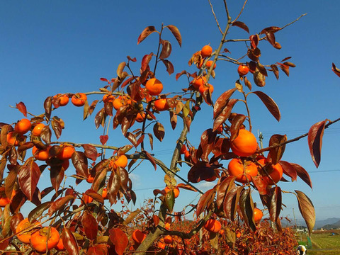 とろ～り甘い！【富有柿　贈答用】2Ｌ×12個入り