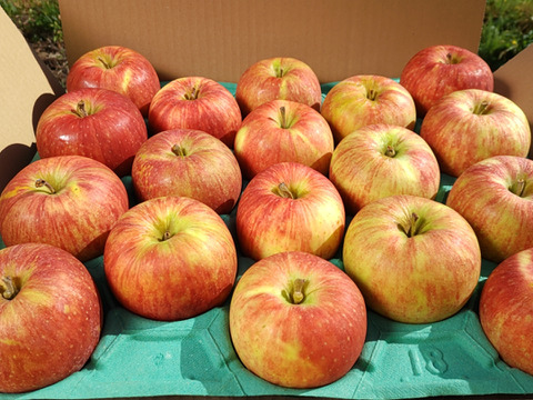 売り切れゴメン！超特価！10/26(日)までの限定３０セット！青森県産のサンつがる１０kg