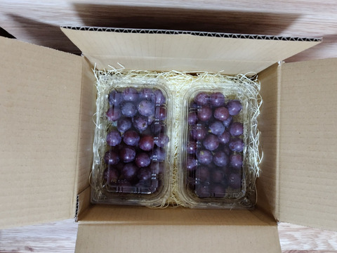 朝採れ新鮮！ナガノパープル　粒・ばら売り（ご家庭用：２パック・約１ｋｇ（２房分））