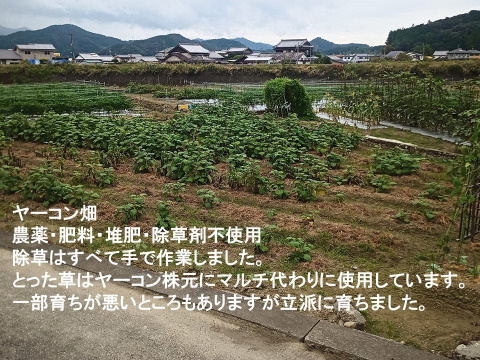 【訳アリ】ヤーコン 2kg  規格外・傷ものです。高知県産 毎日のサラダに是非取り入れてください！