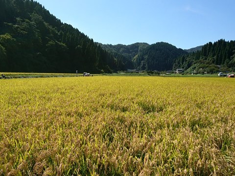 天皇献上米のコシヒカリ（特別栽培米）白米9kg