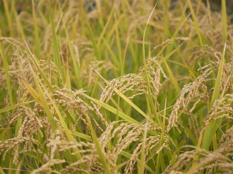 【自然栽培のお米】お餅をするなら、日本で一番のもち米「羽二重糯はぶたえもち」3kg（2升）★玄米・白米・５分づき米選べます★