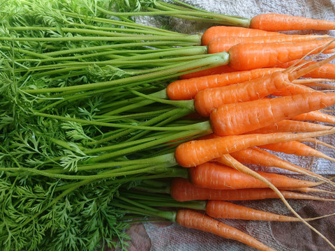 《群馬県産》寒風で甘味アップ‼️
人参3キロ(農薬、化学肥料不使用)