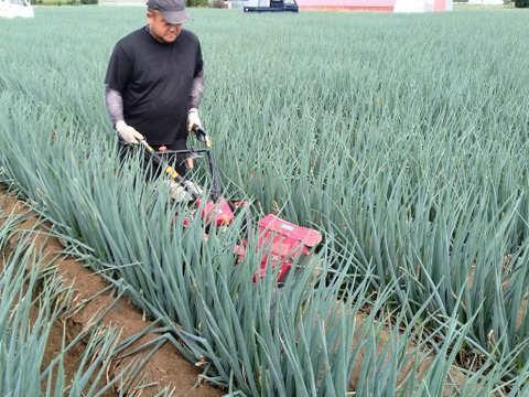 本庄の美人葱　約5kg