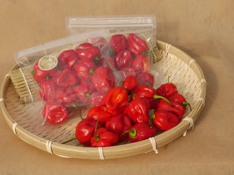 激辛好きさん集合！情熱の赤、国産ハバネロ【冷凍】☆500グラム