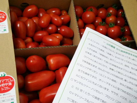 濃くて甘ーい ミニトマト 2種詰め合わせ3ｋｇ ミニトマト ロッソナポリタン 岡山県産 食べチョク 農家 漁師の産直ネット通販 旬の食材を生産者直送