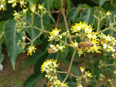 はまっちゃう!?ハーブのような蜂蜜~はぜ(600gビン) 和歌山・村上養蜂 ほんまもん生蜂蜜