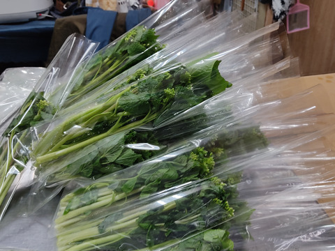 まもなく終了　春の山菜・花わさび！３００ｇ【期間限定　4月下旬～5月上旬】