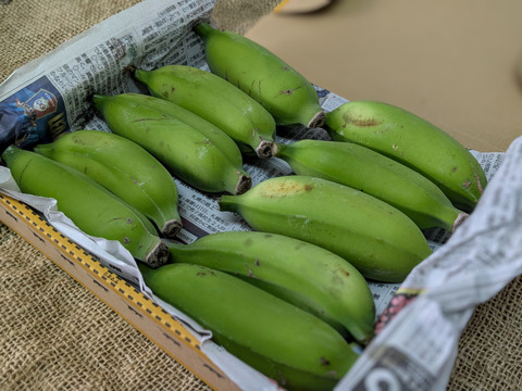 沖縄からの贈り物　ブラジルバナナ1㎏【農薬・除草剤・化学肥料不使用】