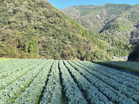 1人1回だけの特別便】雪どけの春キャベツ2玉 兵庫県香美町産