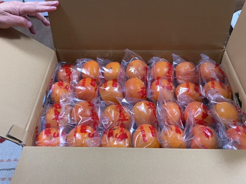 富有柿 　わけあり・家庭用　約5kg(18～28個）