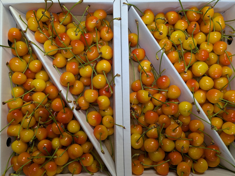 さくらんぼ紅秀峰加工原料1.4kg