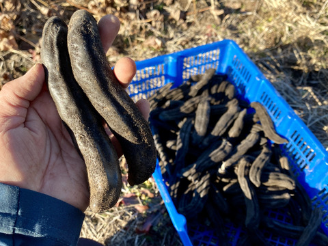 【自然栽培🍀ムクナ豆100g】＊レシピ付き＊自家採種4年・健康な体づくりに