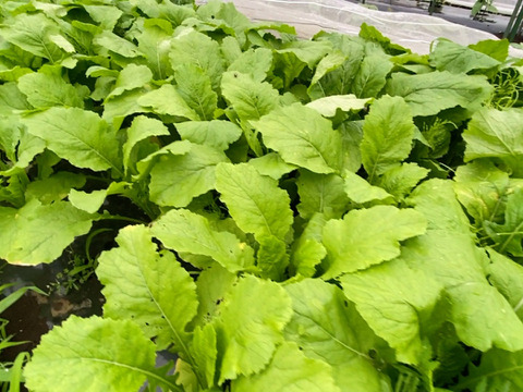 【自然栽培🍀サラダかぶ10本(1.5Kg前後)】根はみずみずしく甘く、葉は柔らか・発送日の朝に収穫