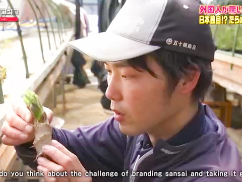 【2月21日頃から発送】タラの芽 150g (50g×3)  真ダラ 西根の森 数量限定 収穫直後の新鮮なタラの芽をお届け