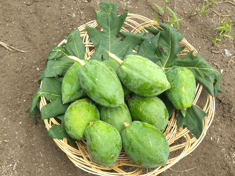北関東から青パパイヤをお届けします‼1kg
こだわりの生産のため生産量が限られてます
 (下処理の仕方と簡単なレシピを同封いたします）