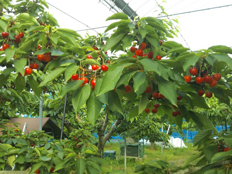 【 紅秀峰 】さくらんぼ 山形県天童産 訳あり 500g 秀•特秀【 朝どれ 】【 果肉がジューシー 】【 口コミ多数🍒 】お米とご一緒にいかがでしょうか！