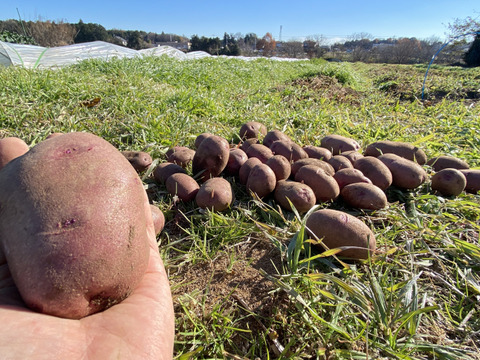 12月から販売予定【自然栽培🍀ノーザンルビー1kg】皮も中も綺麗なピンク色🩷お料理の彩りに