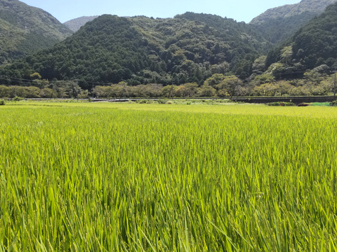 【化学肥料・化学農薬不使用】「きぬむすめ 玄米10kg (令和5年産)」 粘りがあり柔らかい食感