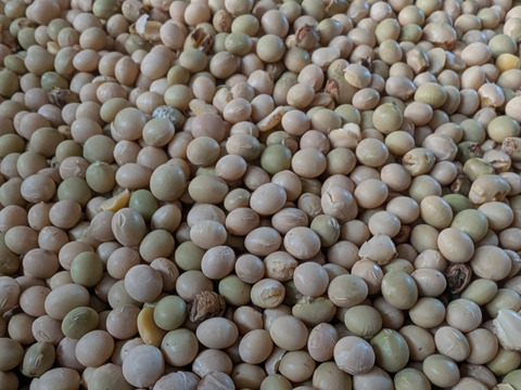 有機青大豆 大袖の舞 4kg  北海道十勝 “豆のまち”本別町 2025年産　オーガニック