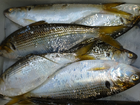 刺身最高 鮮魚 コノシロ 熊本県産の魚介類 食べチョク 産地直送 産直 お取り寄せ通販 農家 漁師から旬の食材を直送