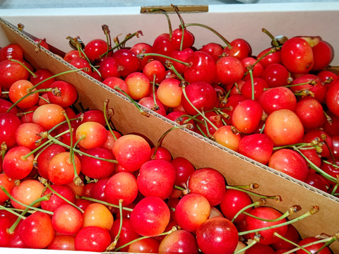 〈訳あり加工〉　佐藤錦　一キロバラ　　順次発送　さくらんぼ