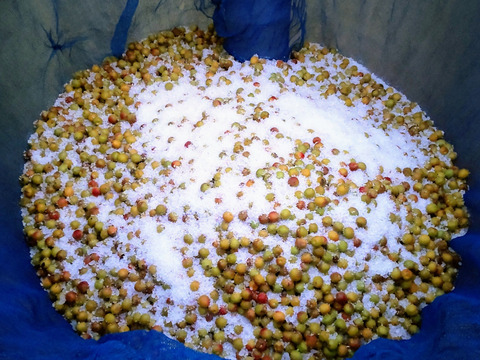 梅農家が作ったすっぱい小梅の梅干し400グラム　紀州梅干し　白干し小梅　無添加