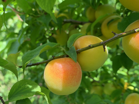 まじりっけなし！梅干に最適！『十郎小町』3kg 自然栽培の梅。ジャムや茶梅など幅広いレシピに。農薬不使用