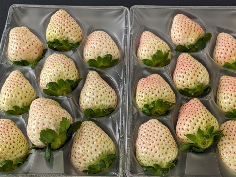 ほんのりピンクの白いちご「ゆきざくら」　８～１１玉入り約２７０g×２パック　【化粧箱でお届けします】